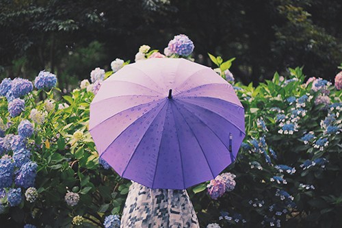紫の傘