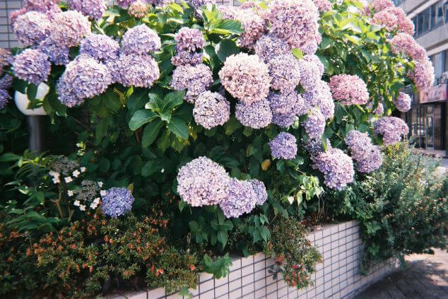 紫陽花の写真
